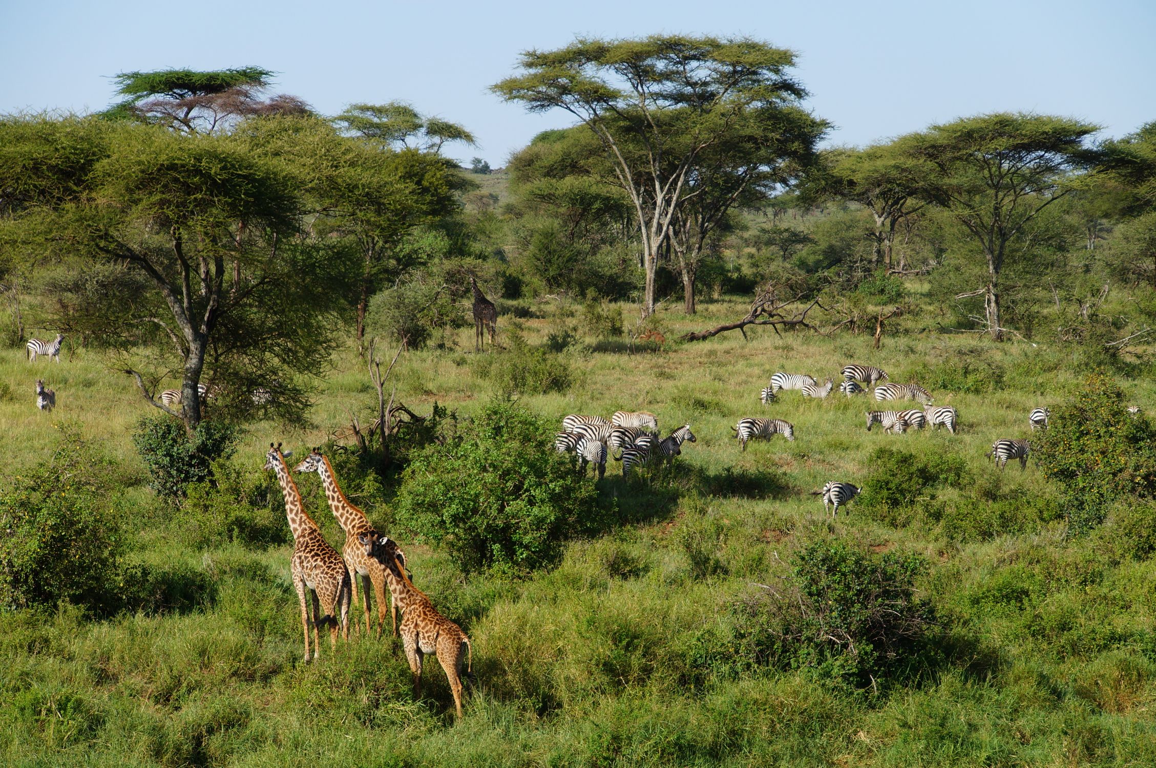 Giraffen und Zebras in der Landschaft bei Arusha