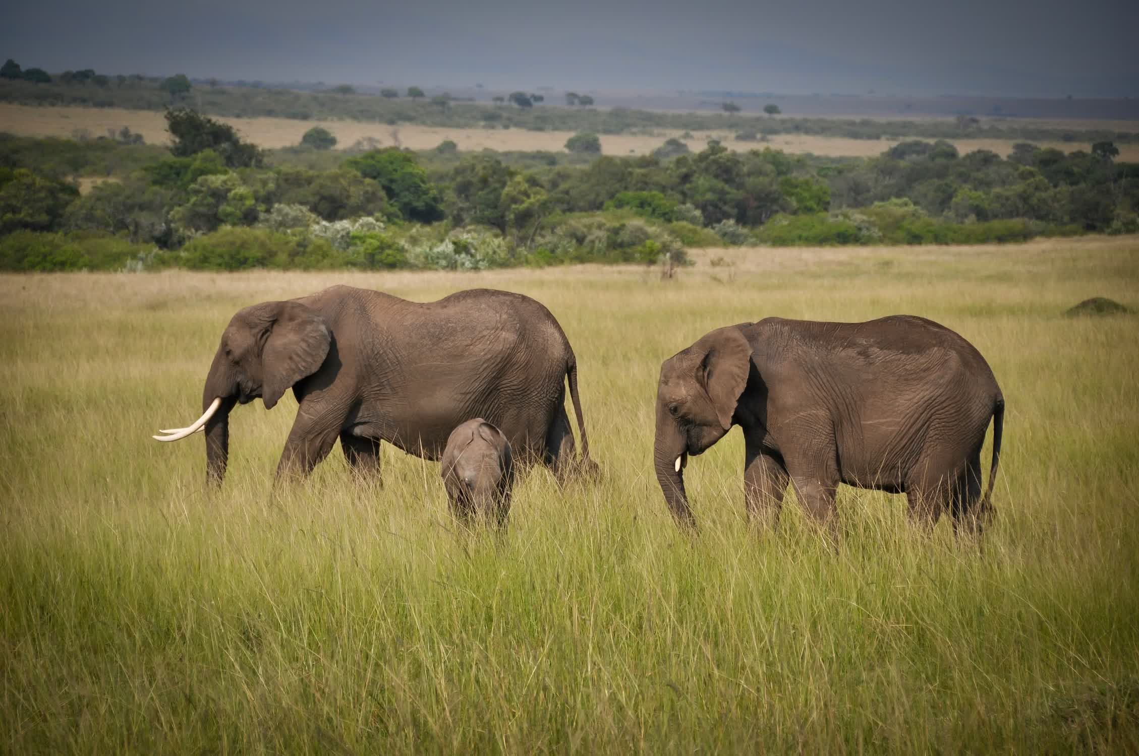 Elefantenfamilie in der Serengeti