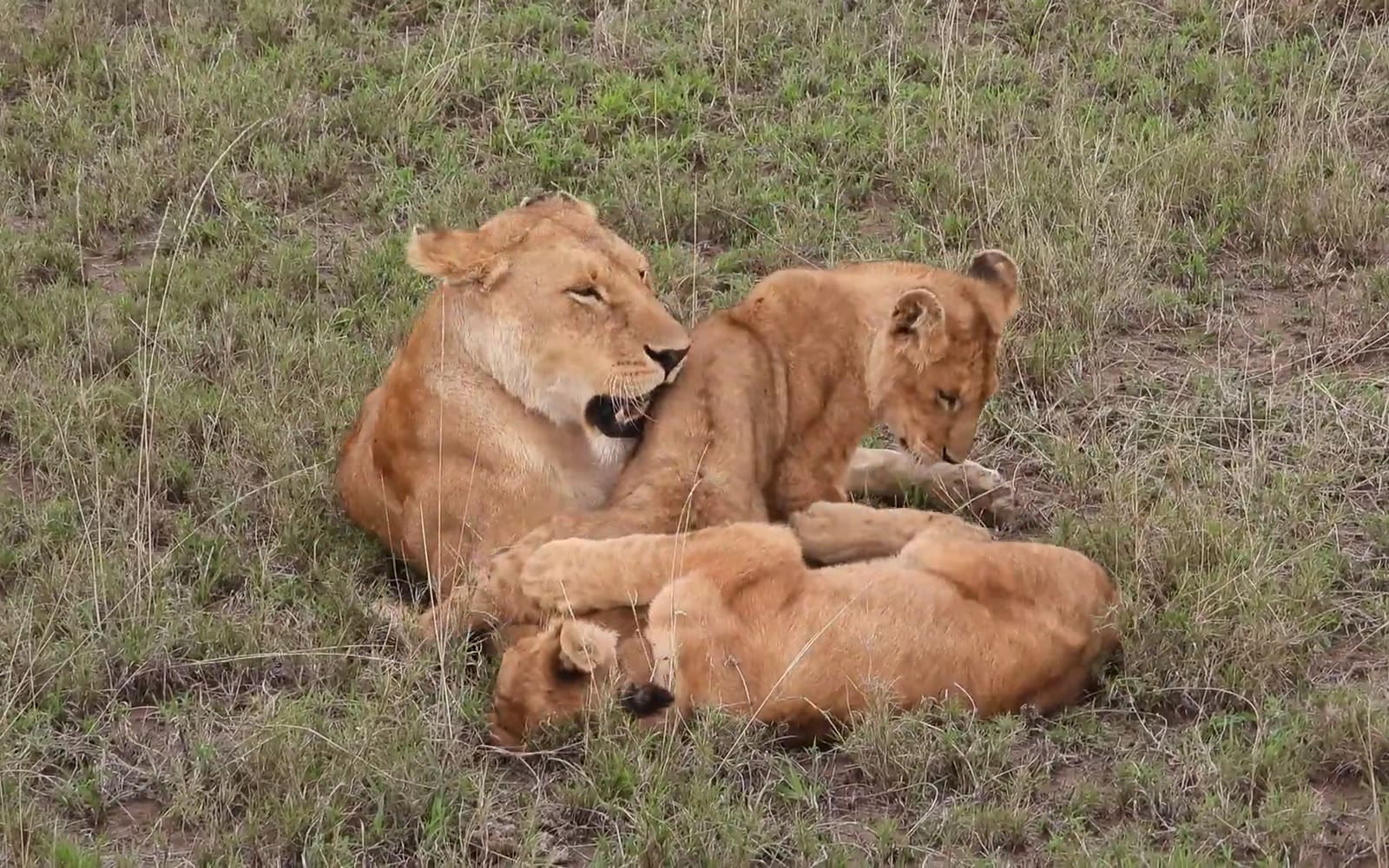Löwin mit Jungtieren in der offenen Savanne