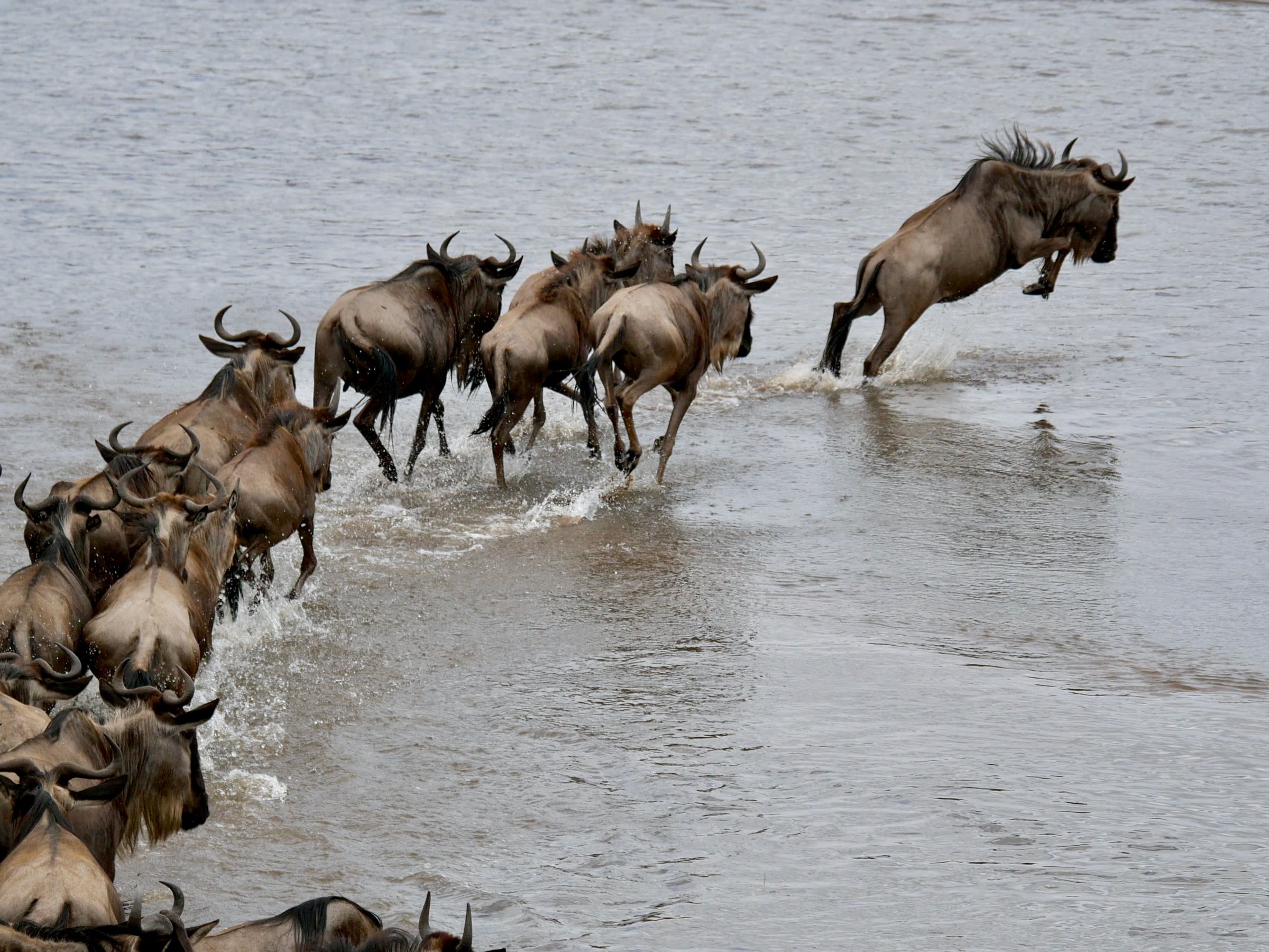 Gnus bei einer Flussquerung während der Great Migration