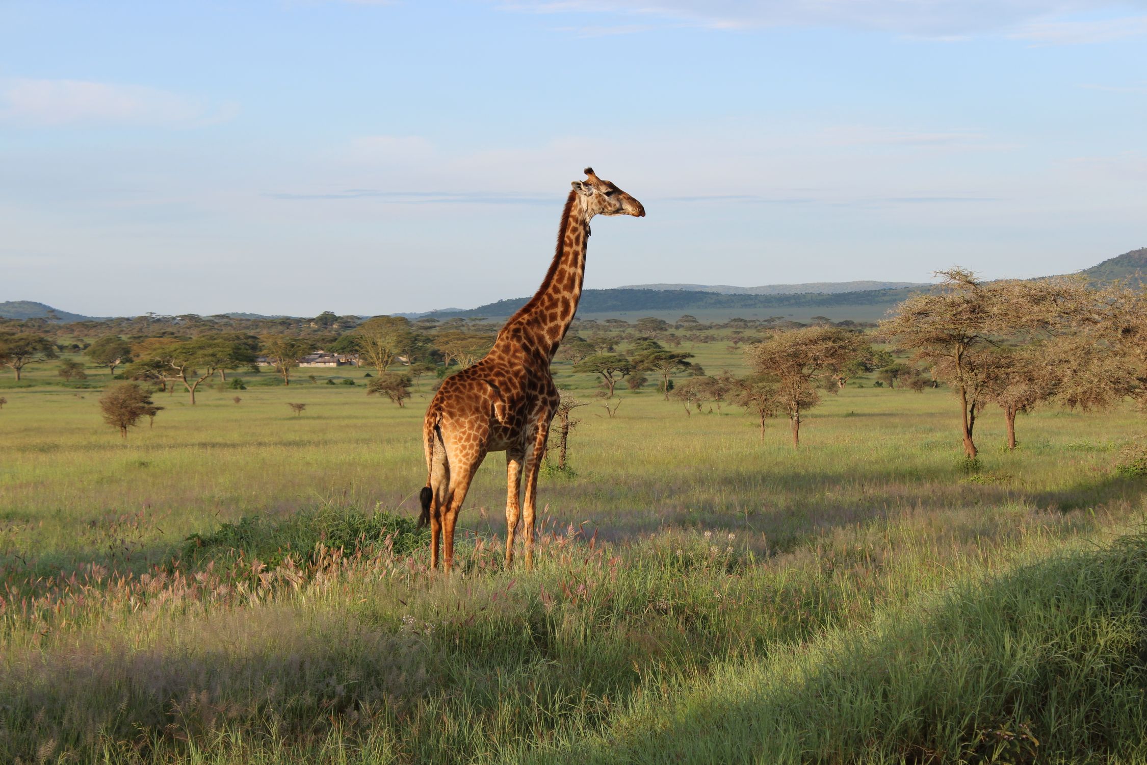 Giraffe in einer weiten tansanischen Savannenlandschaft
