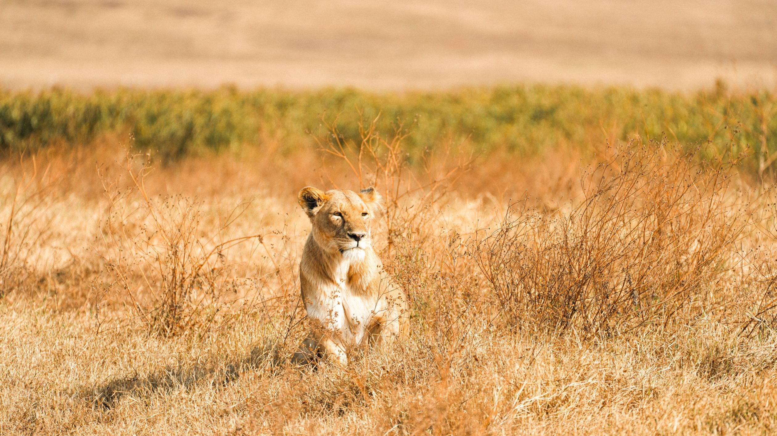 Löwin im warmen Licht der Serengeti
