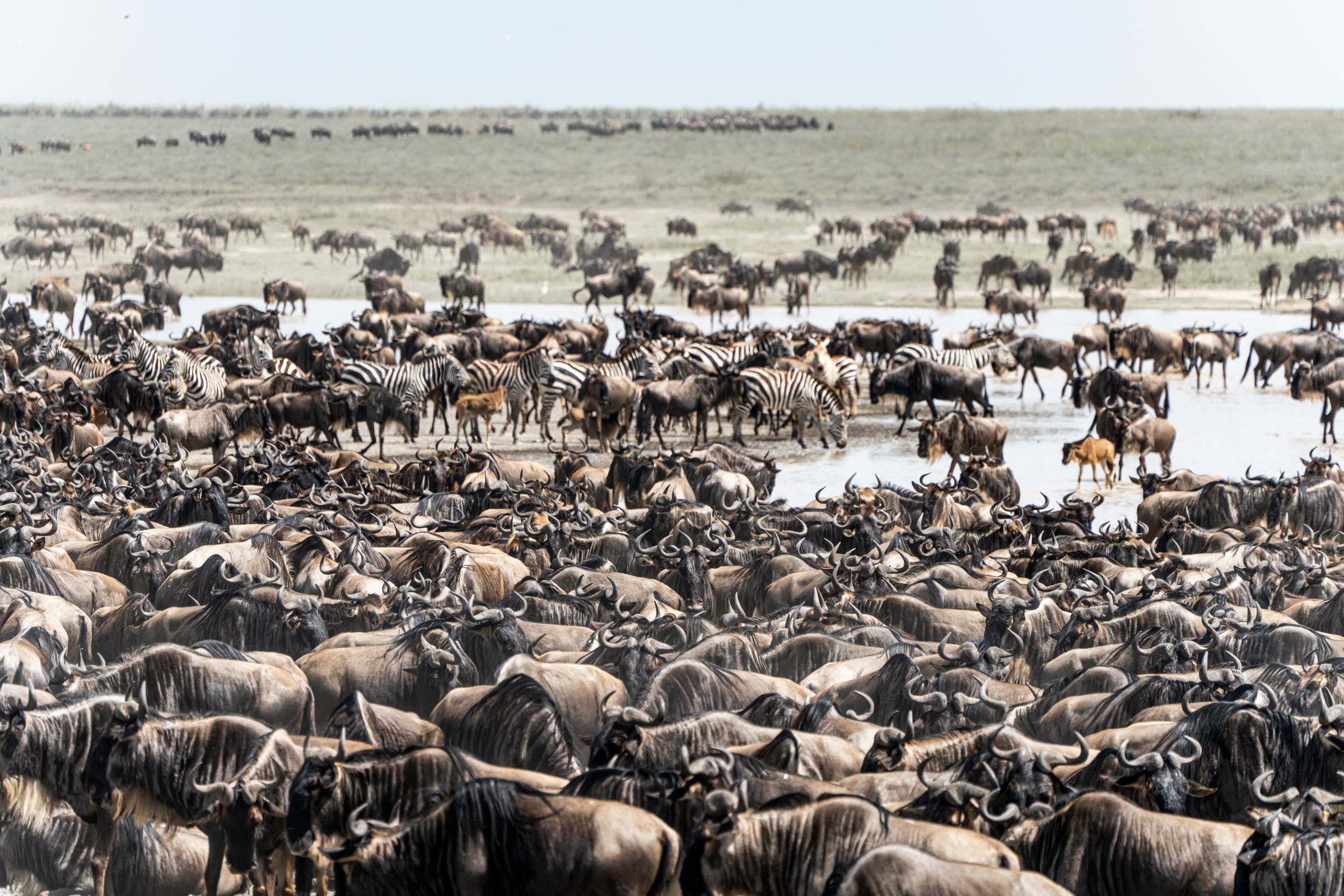 Große Gnu- und Zebraherde an einer Wasserstelle in der Serengeti